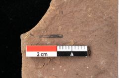 Foto (Detailansicht) von Rhytisma pythii Ettingshausen (NHMW-GEO-2024-0188-0082)
